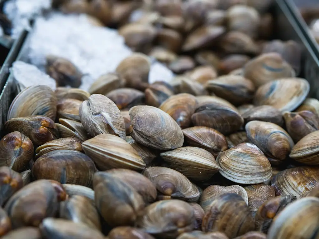 Are Clams Halal?