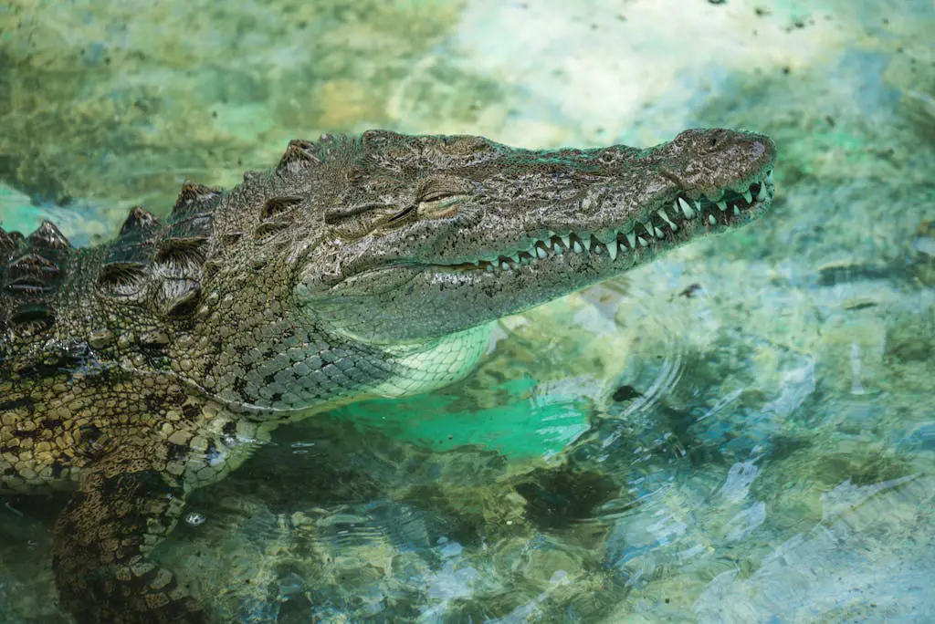 Is Crocodile Halal?