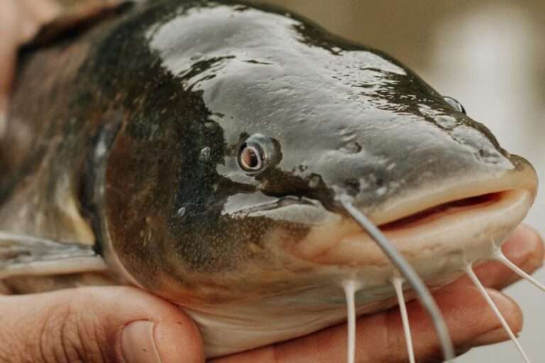 is-catfish-halal-a-comprehensive-islamic-perspective