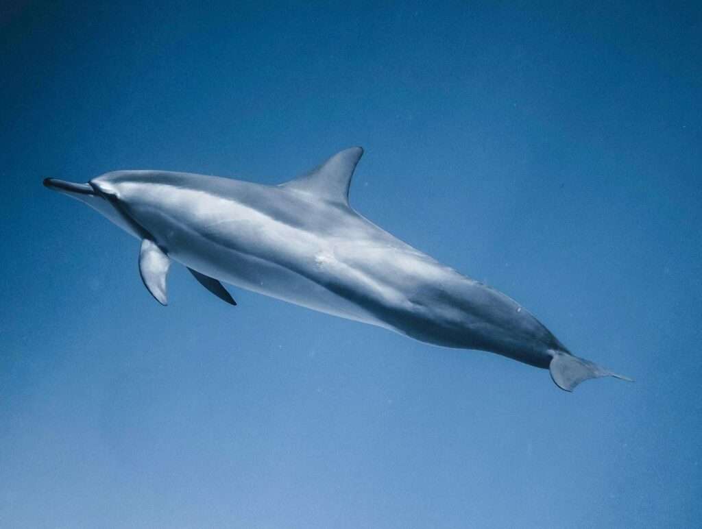 Is Dolphin Halal or Haram In Islam?