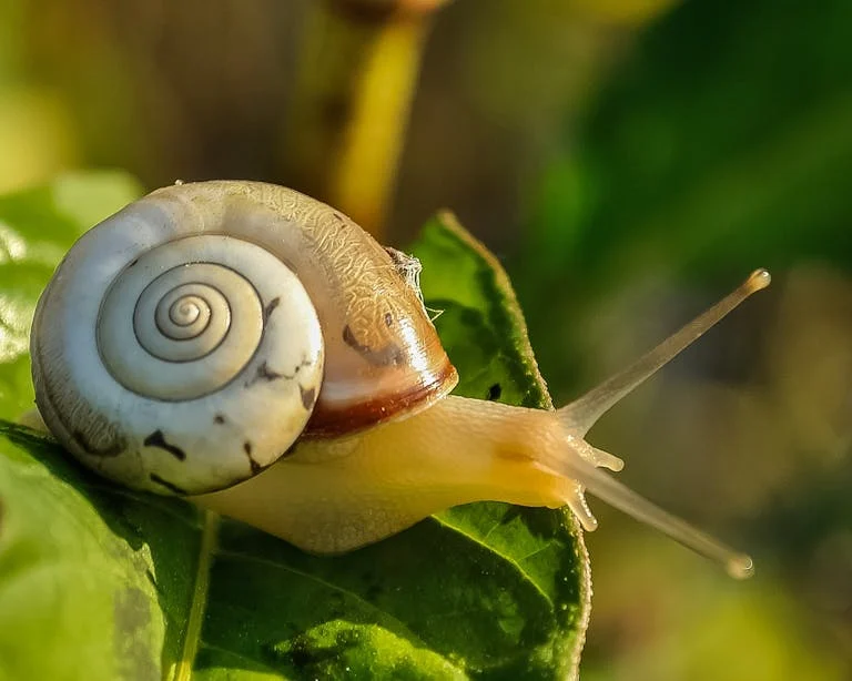 Are Snails Halal or Haram ?