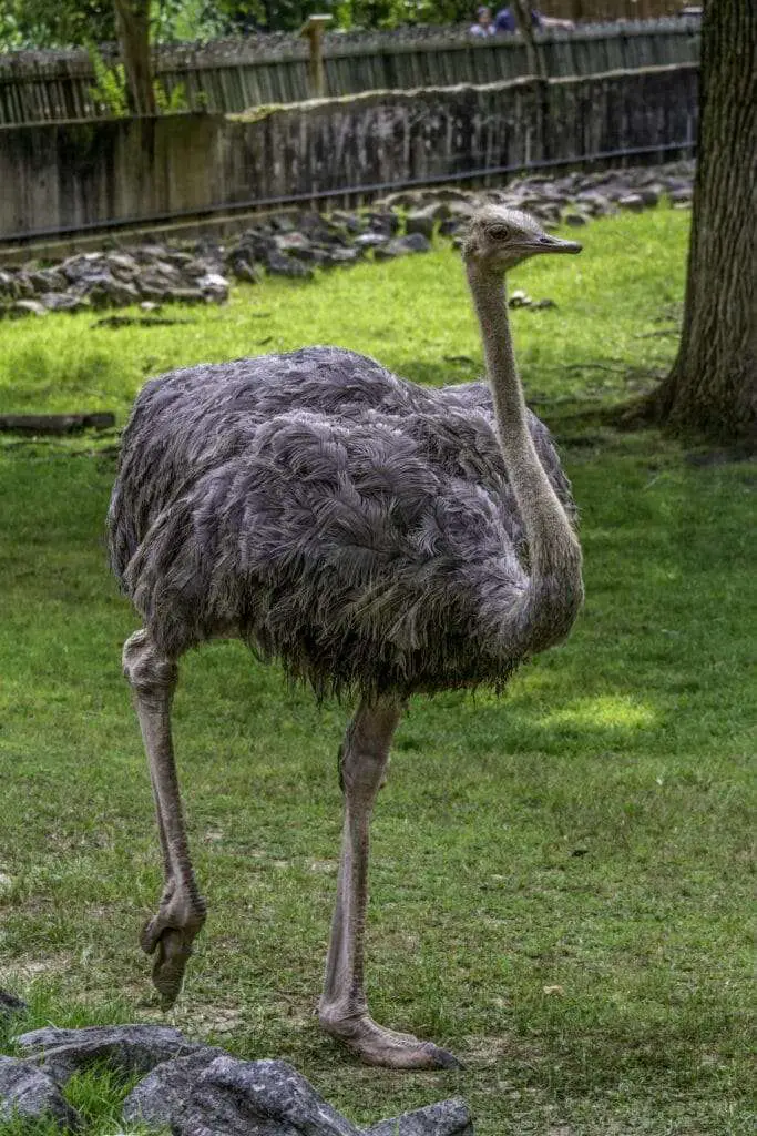 Is Ostrich Halal?