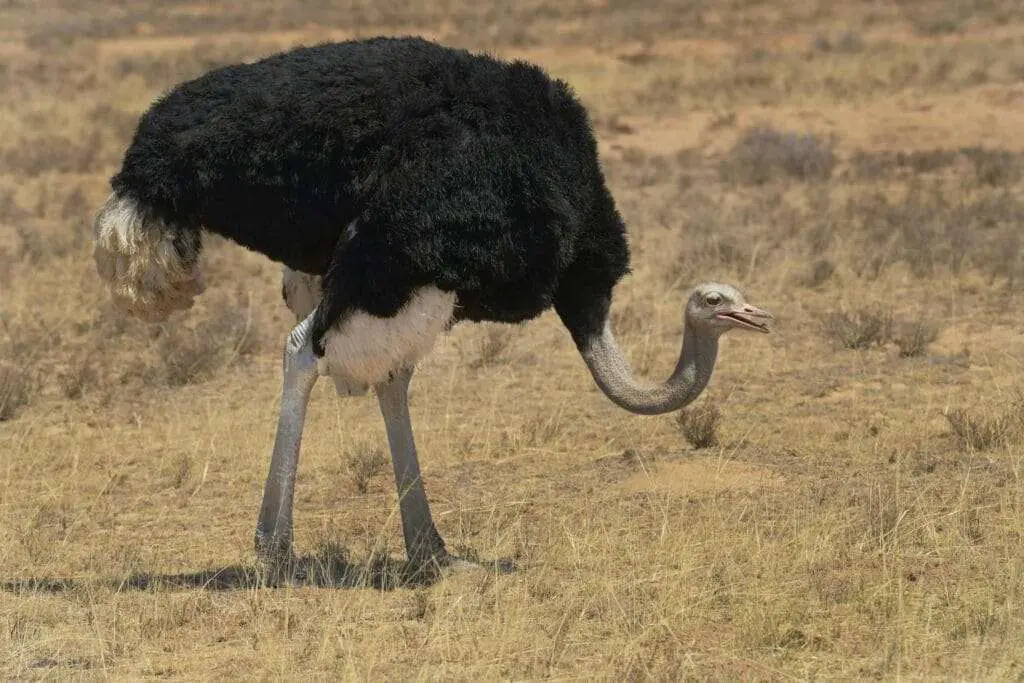 Is Ostrich Halal?