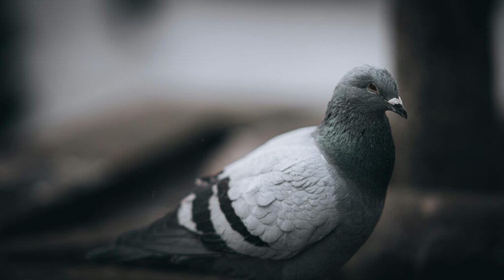 Is Pigeon Halal?