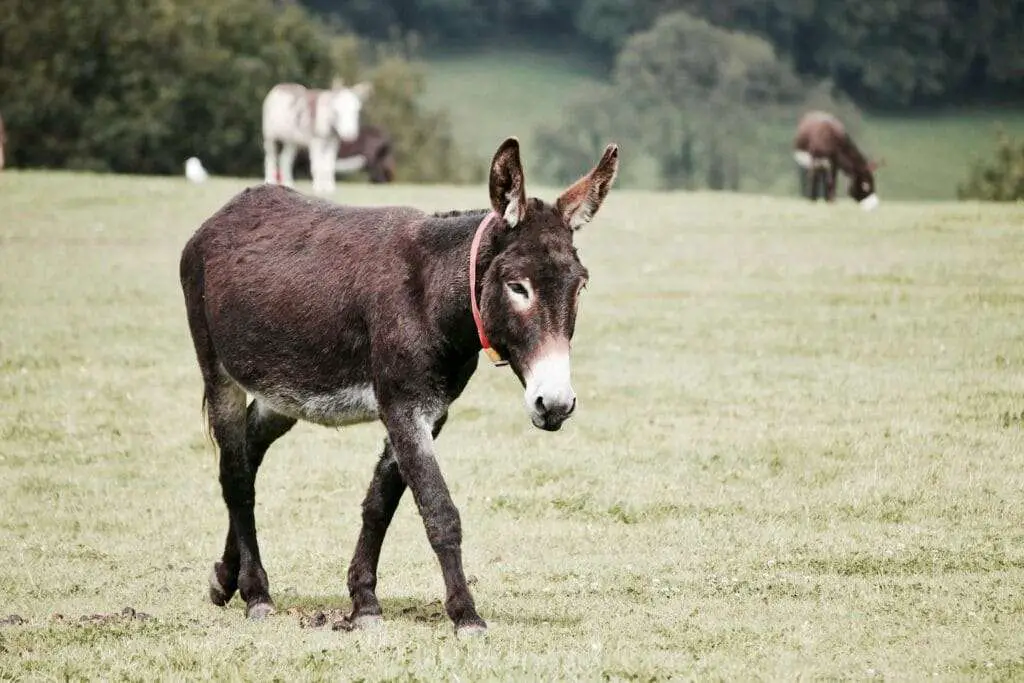 Is Donkey Halal?