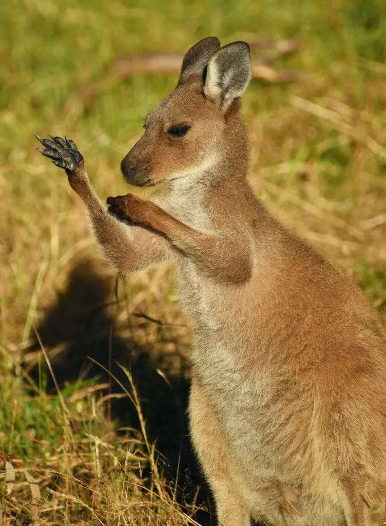 Is Kangaroo Halal?