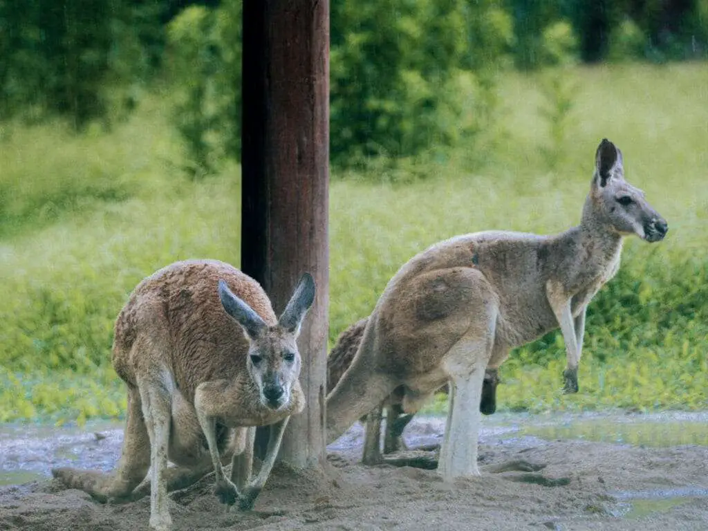 Is Kangaroo Halal?