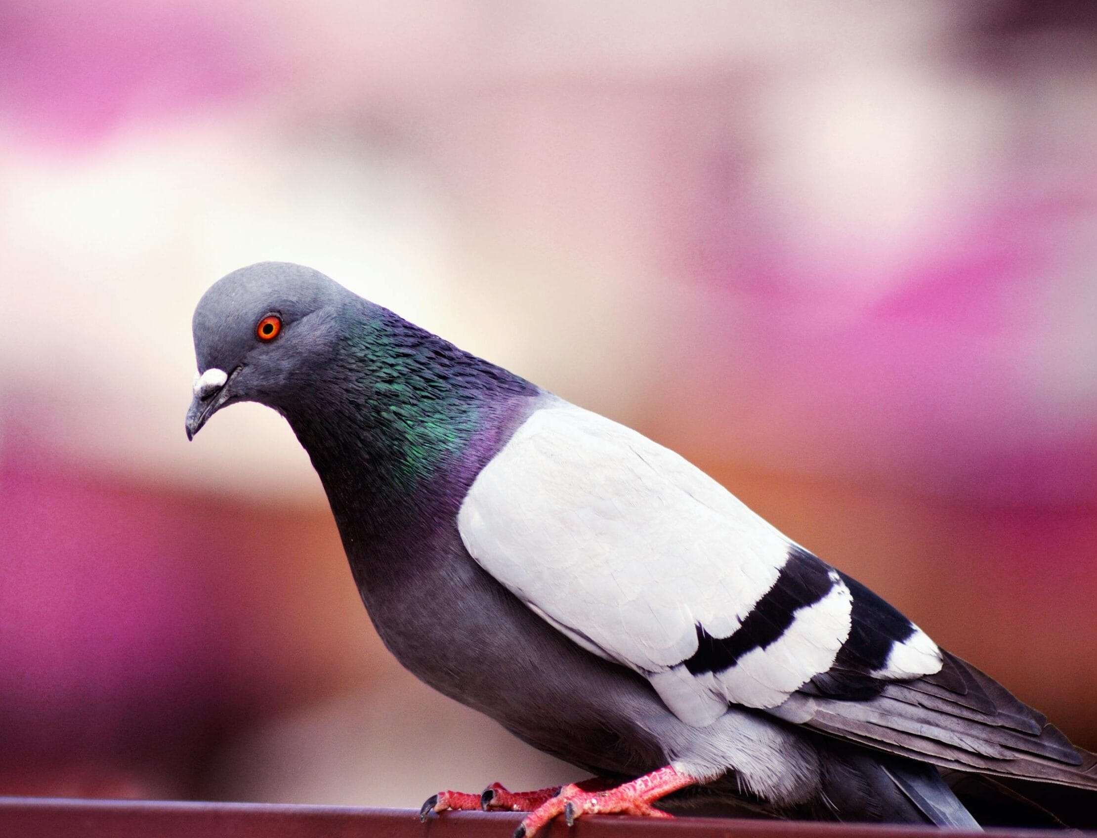 Is Pigeon Halal?