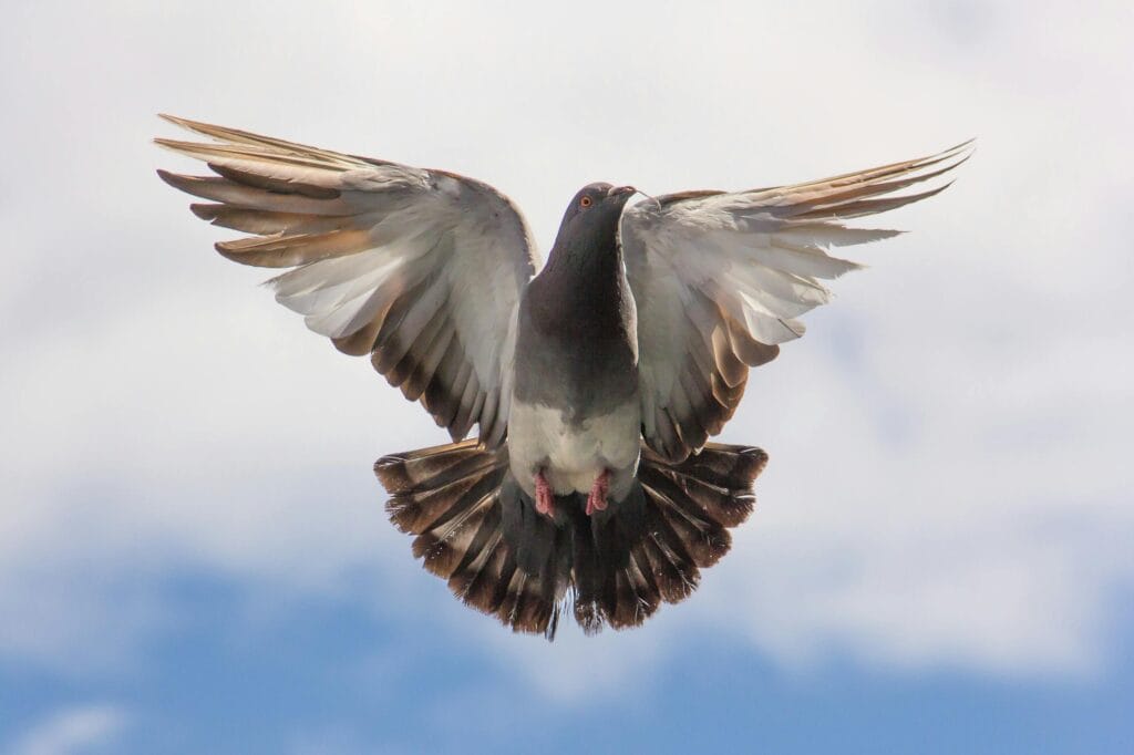 Is Pigeon Halal?