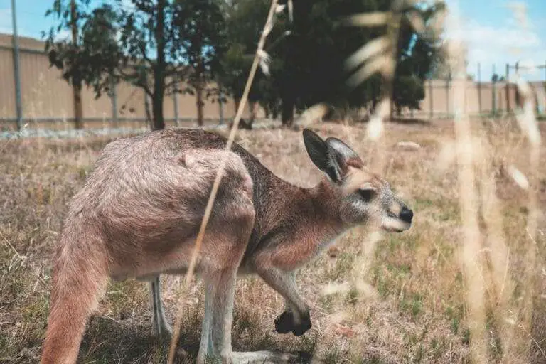 Is Kangaroo Halal?