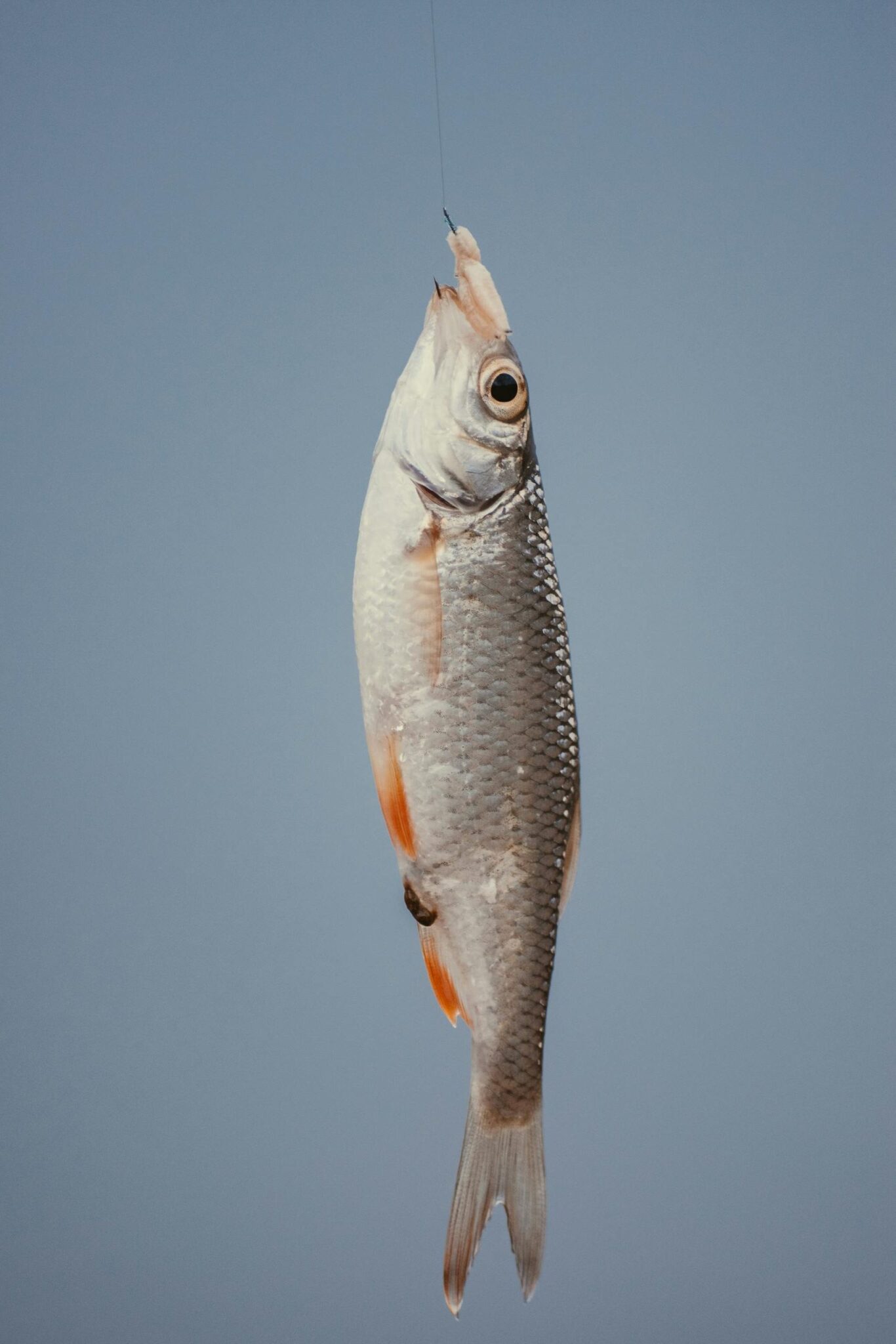 Is Seafood Halal or Haram? A Comprehensive Guide