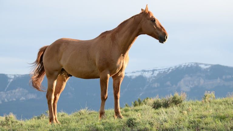 Is Horse Meat Halal