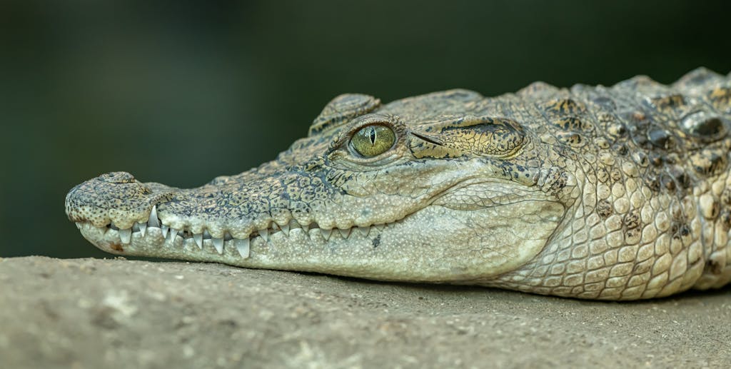 Is Alligator Meat Halal?