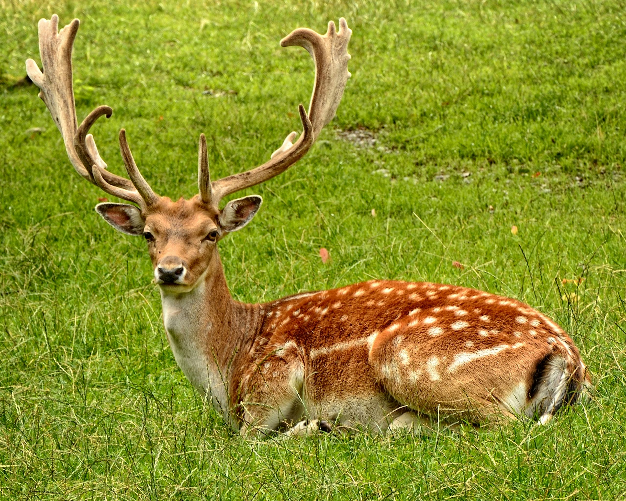 Is Deer Meat Halal