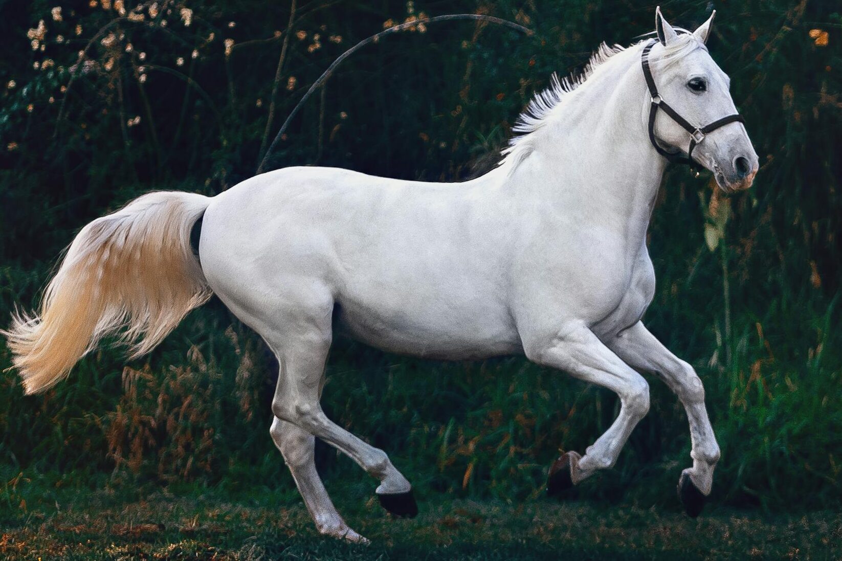 Is Horse Meat Halal