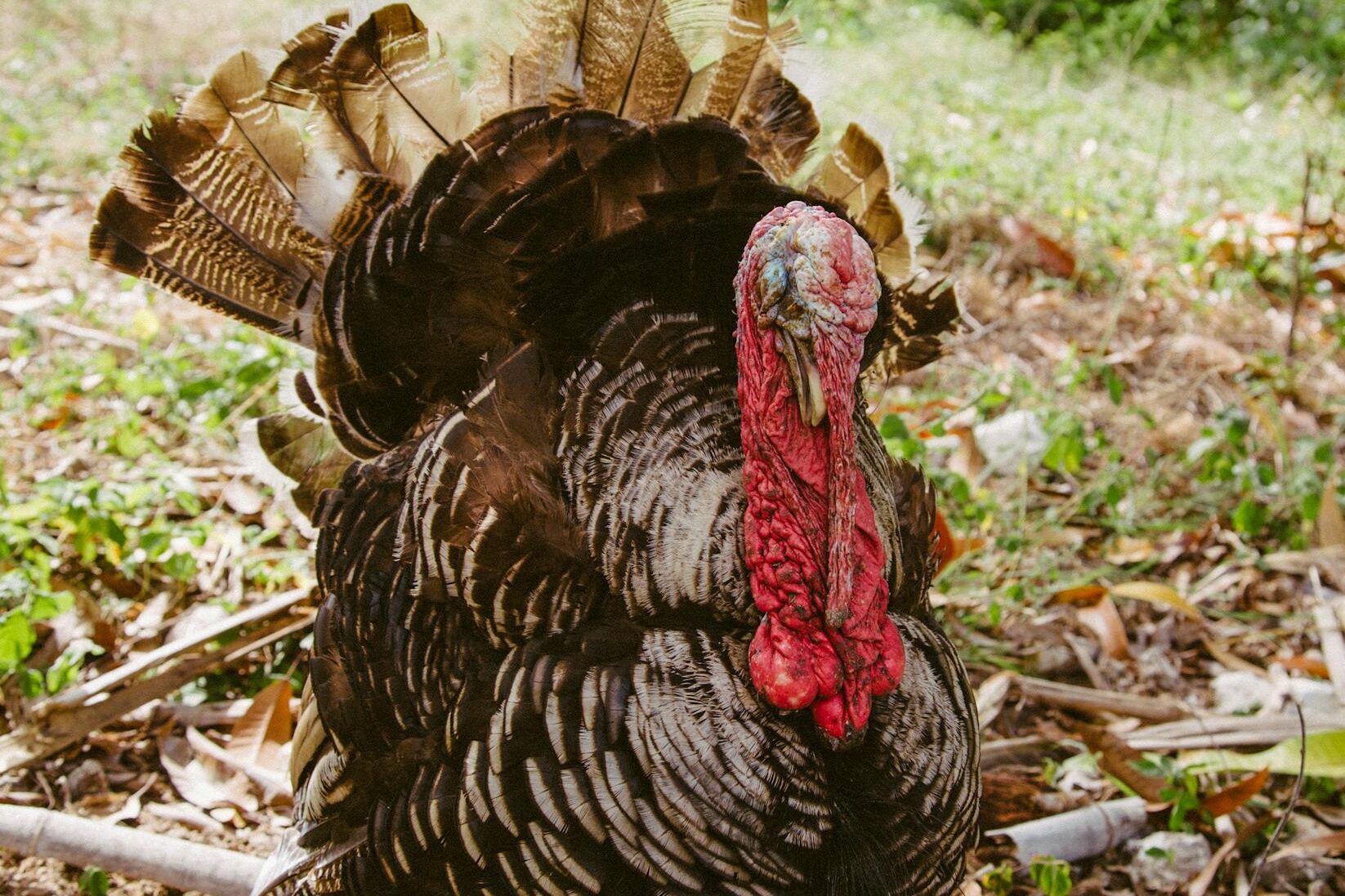 Is Turkey Halal?