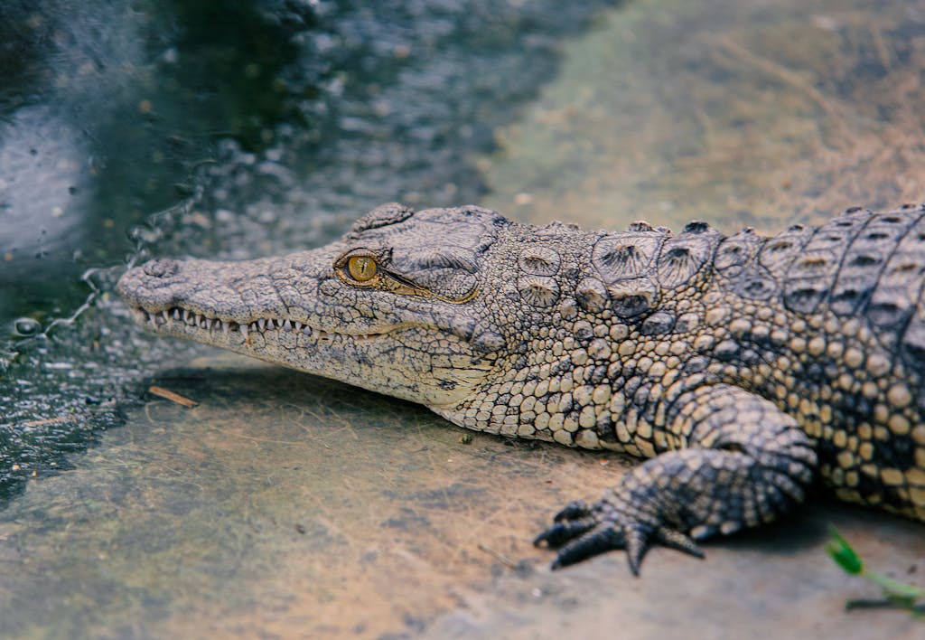 Is Alligator Meat Halal?