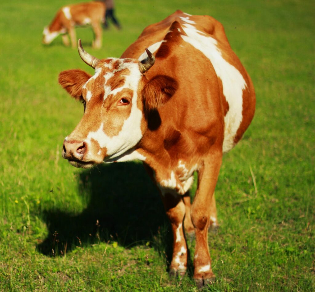 Is Beef Halal?