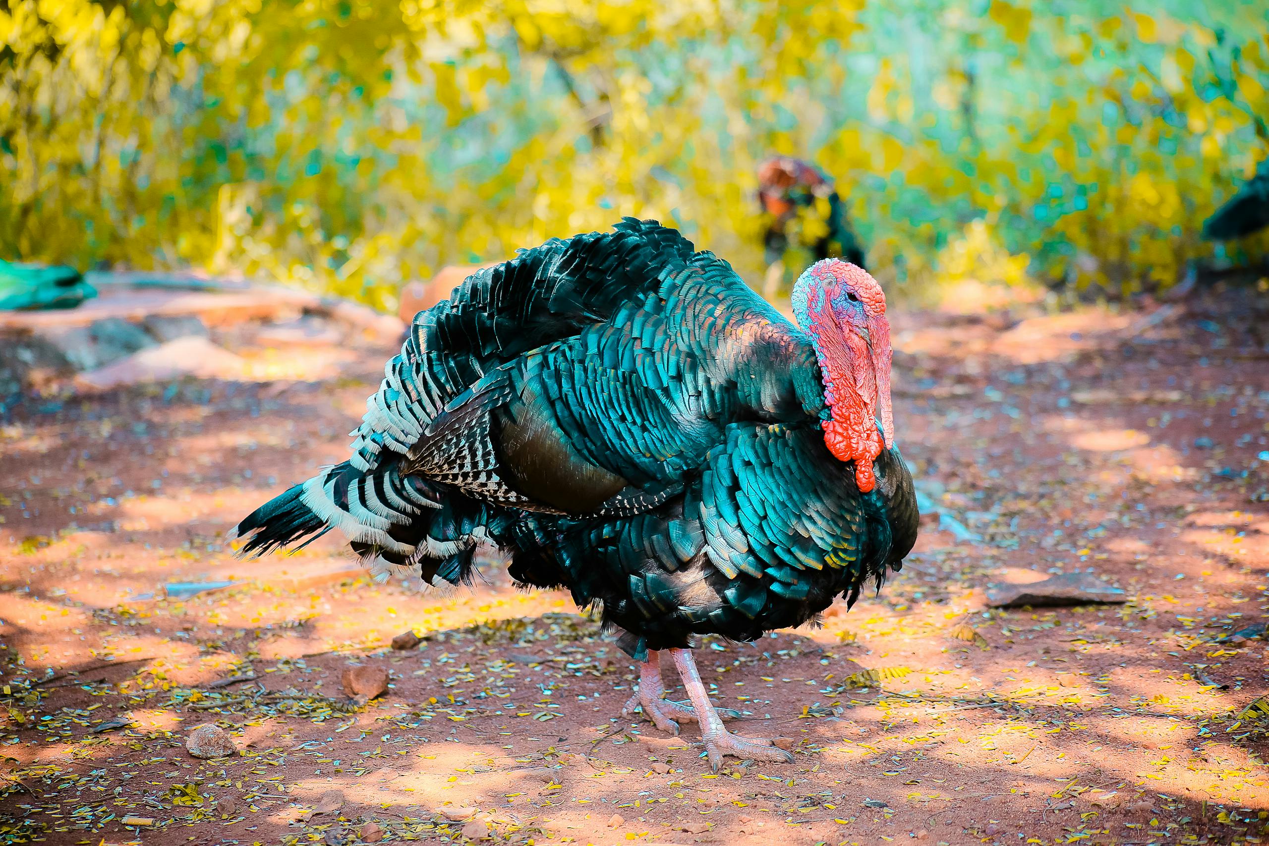 Is Turkey Halal?