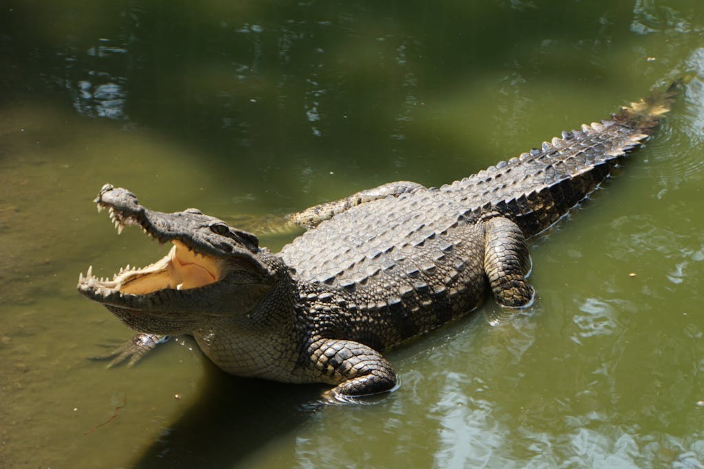 Is Alligator Meat Halal?
