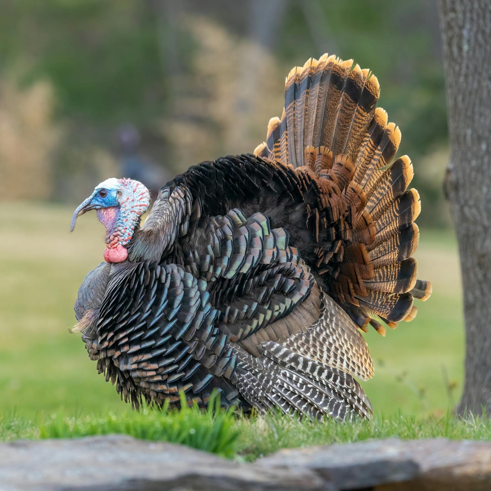 Is Turkey Halal?
