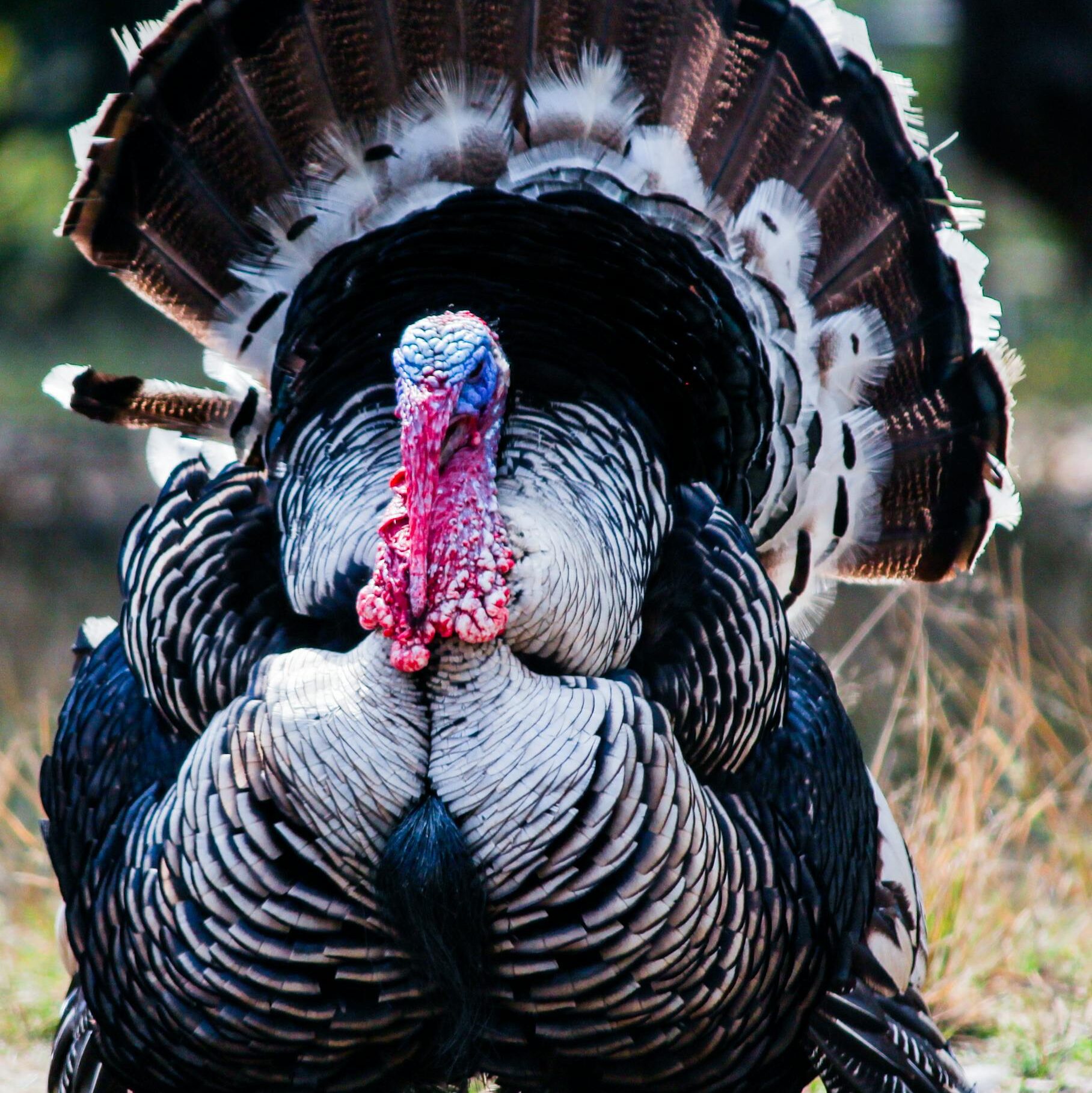 Is Turkey Halal?