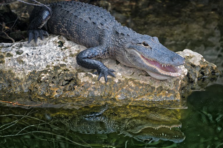 Is Alligator Meat Halal?