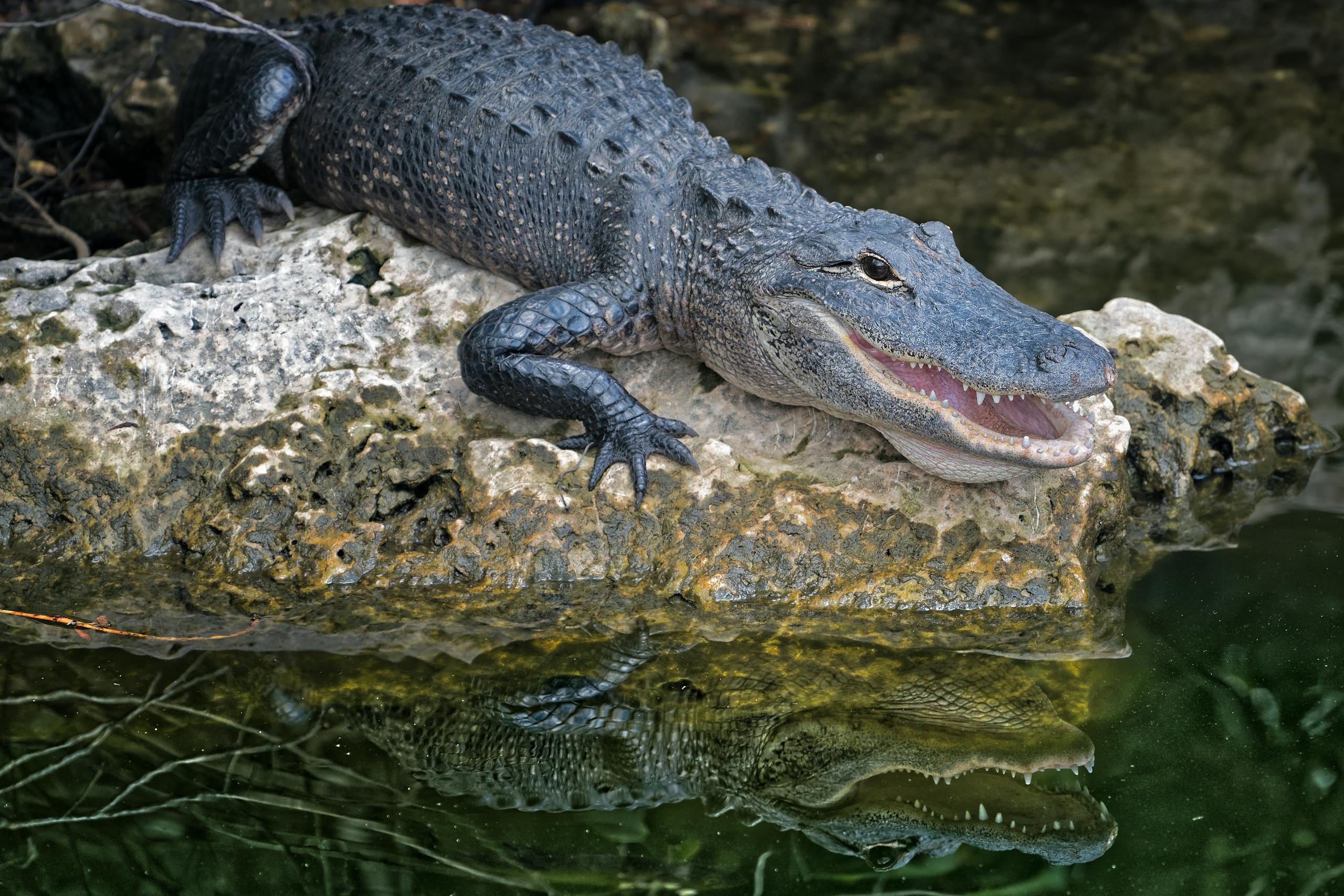 Is Alligator Meat Halal?