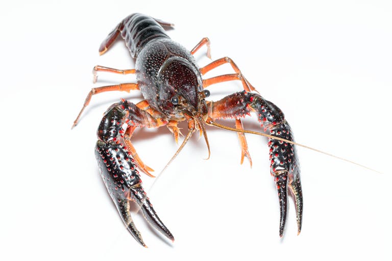 Is Crawfish Halal
