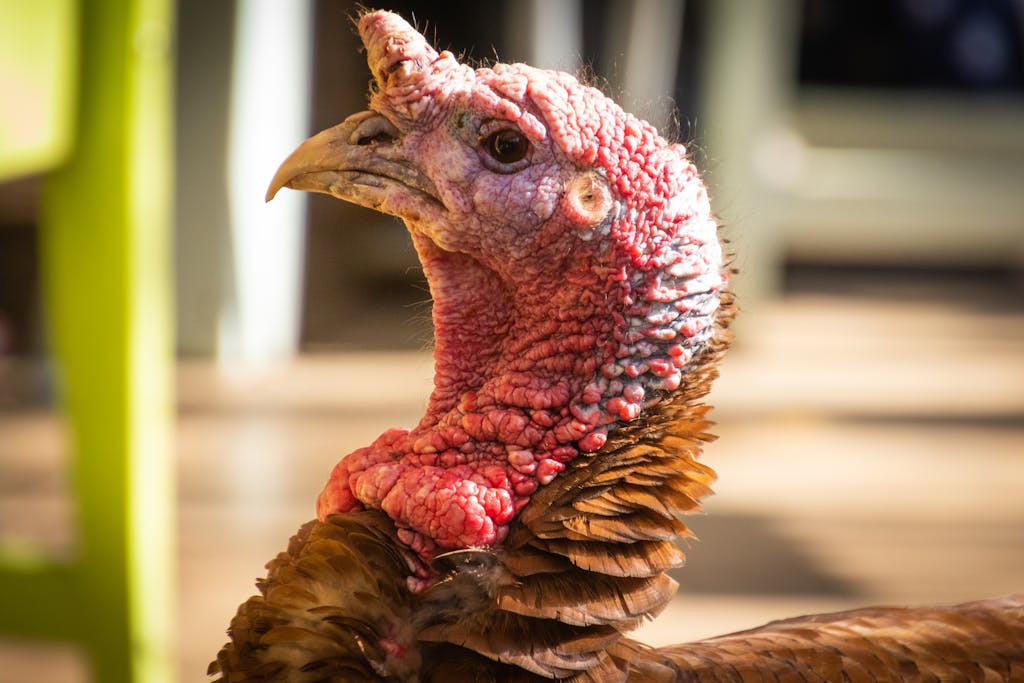 Is Turkey Halal?