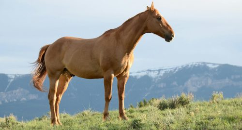 ✨ Is Horse Meat Halal? Uncovering the Islamic Ruling