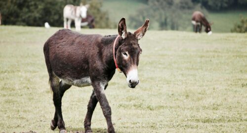 Is Donkey Halal? Complete Islamic Ruling on Donkey Meat