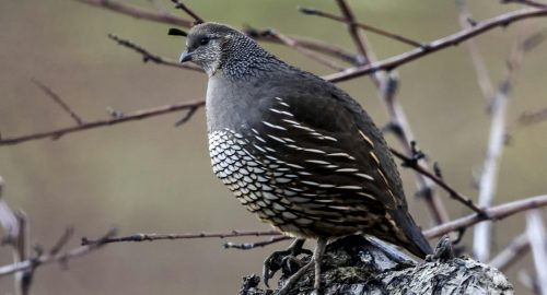 🍗 Is Quail Halal? A Complete Guide for Muslims
