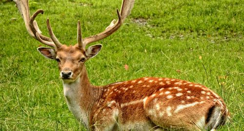 🦌 Is Deer Meat Halal? The Islamic Perspective on Venison Consumption