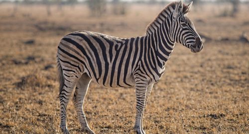🦓 Is Zebra Halal? Unveiling the Islamic Perspective