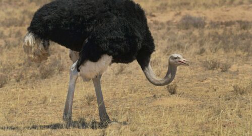 Is Ostrich Halal? Understanding Islamic Guidelines on Eating Ostrich