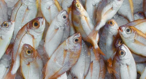 Is Fish Halal? A Complete Guide to Seafood in Islam
