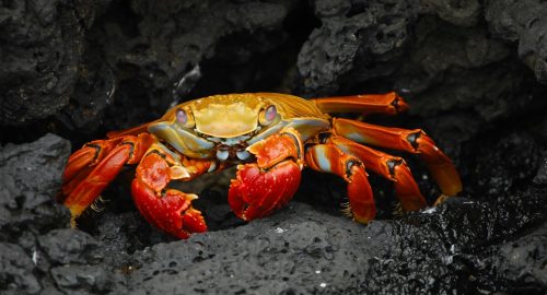 Is Crab Halal or Haram in Islam?