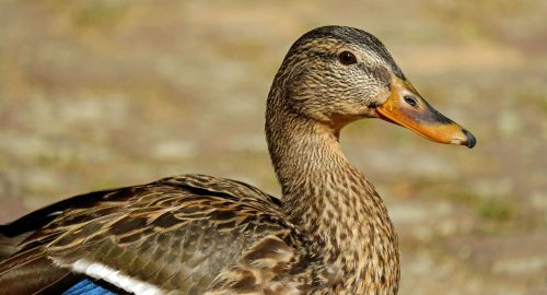 Is Duck Halal? A Simple Guide for Muslims