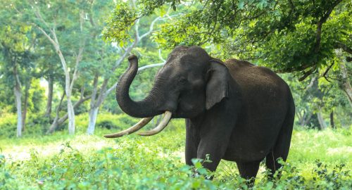 Is Elephant Halal? A Detailed Islamic Perspective