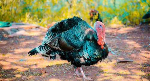 ✅ Is Turkey Halal? A Complete Islamic Guide to Eating Turkey Meat