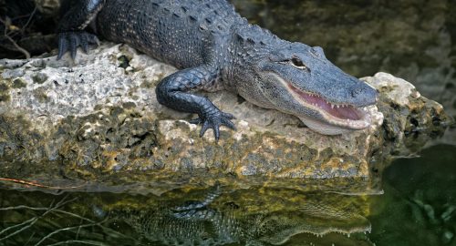 🕌 Is Alligator Meat Halal? Uncovering the Truth According to Islamic Teachings