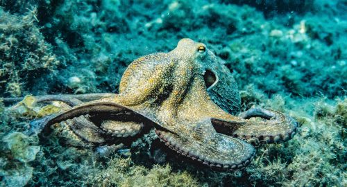 🐙 Is Octopus Halal? A Complete Islamic Perspective