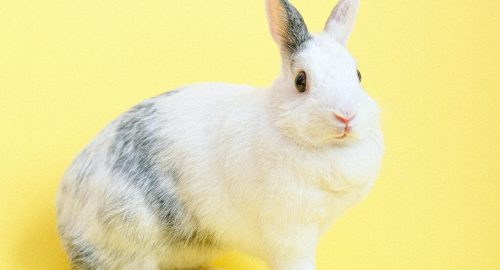 🌟 Is Rabbit Halal? Islamic Perspectives and Guidelines