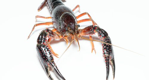 ✨ Is Crawfish Halal? A Complete Guide for Muslims