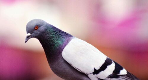 Is Pigeon Halal? A Comprehensive Guide to Islamic Dietary Laws