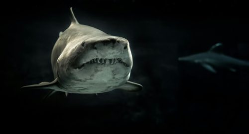 🦈 Is Shark Halal? An Islamic Perspective