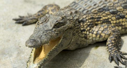 Is Crocodile Halal? Understanding the Islamic Ruling