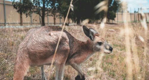 Is Kangaroo Halal? Complete Islamic Ruling on Kangaroo Meat