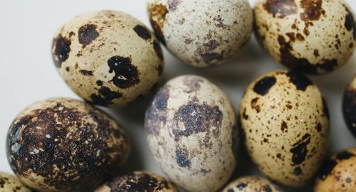 🥚 Are Quail Eggs Halal? A Complete Guide for Muslims